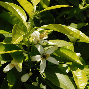 Orange Blossom Floral Water