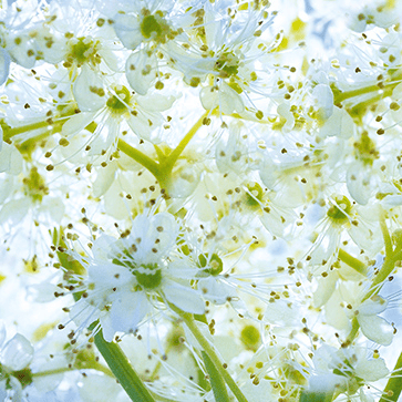 Organic Meadowsweet Flowers Water