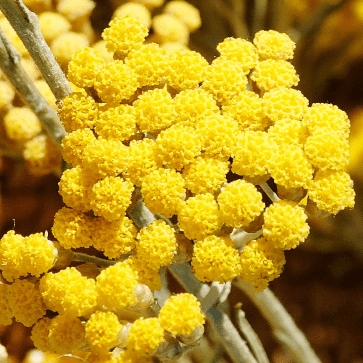 Organic Immortelle Floral Water