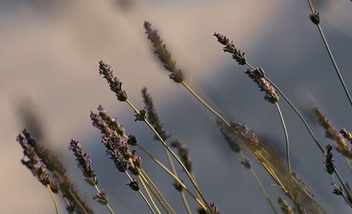 Lavender Body Lotion Frequently Questions
