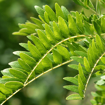 Botanical Extract Tensor