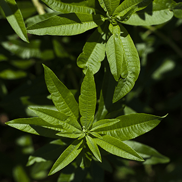 Verbena Leaf Extract