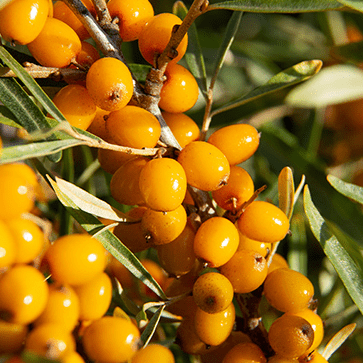 Vegetable Oil of Sea Buckthorn