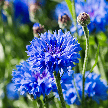 Cornflower Flower Water