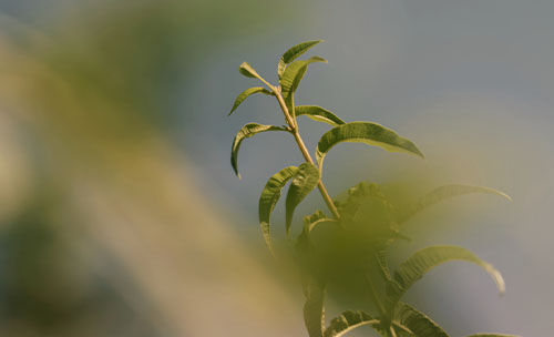Verbena Agrumes EDT Frequently Questions
