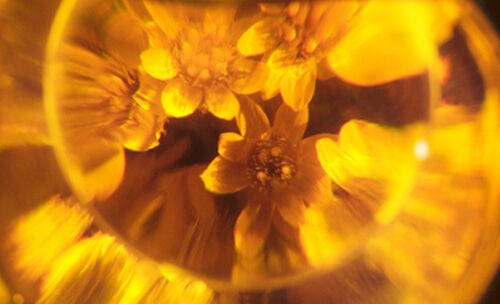 Immortelle Divine Youth Care In Pearls Frequently Questions