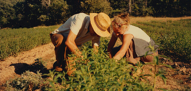 Inspirational Producers of Verbena
