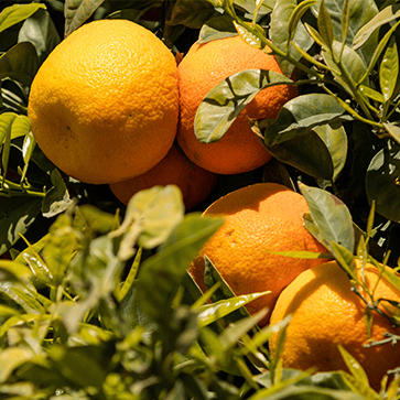 Japanese Mandarin