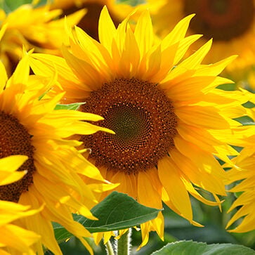 Complex of Sunflower Sprout Extract and Tara Tannins