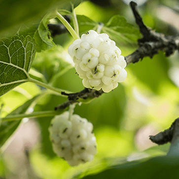 White Mulberry Extract