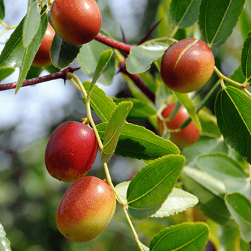 Jojoba Beads