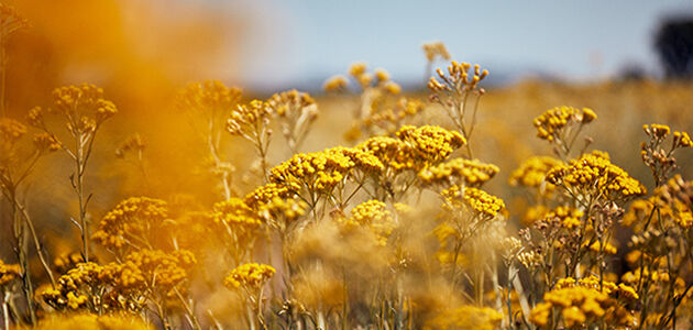 MORE ABOUT IMMORTELLE