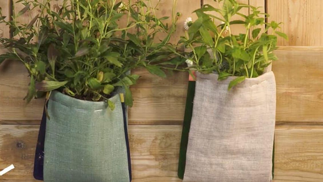 Play PUT YOUR PLANTS ON SHOW!