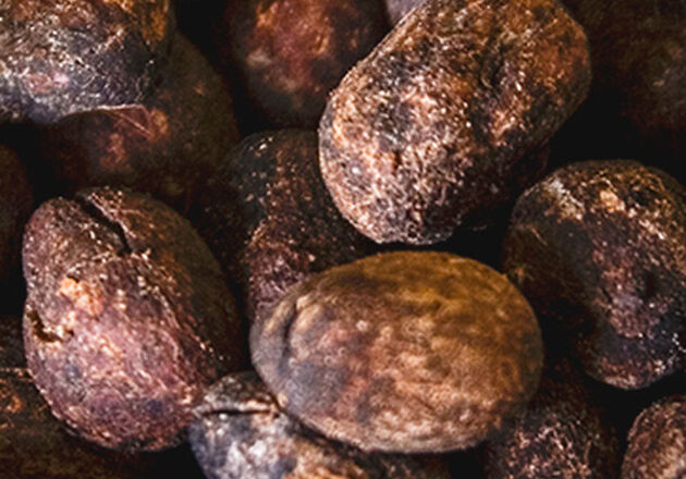 SHEA BUTTER <br> FROM WEST AFRICA