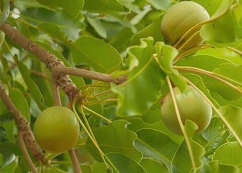 The Story Behind Our Shea Butter