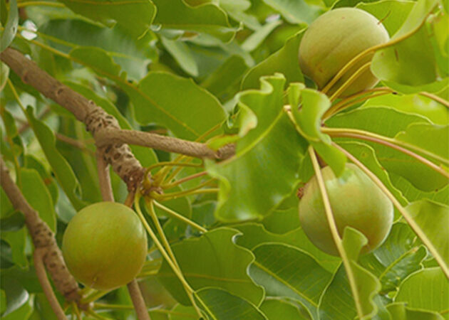 The Story Behind Our Shea Butter