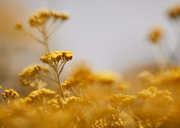Image of Immortelle flowers in a field.