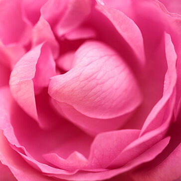 Cabbage Rose Absolute