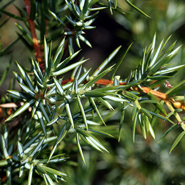 Organic Cade Essential Oil