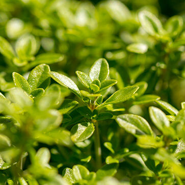 Thyme Essential Oil