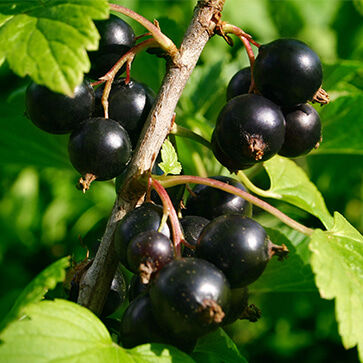 Ardeche Blackcurrant