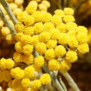Organic Immortelle Floral Water
