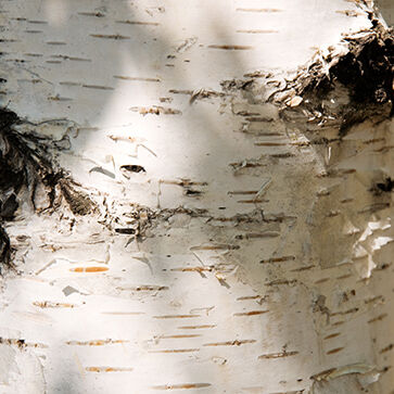Birch Sap Extract