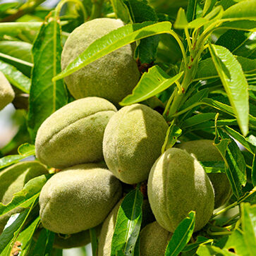 Sweet Almond Oil