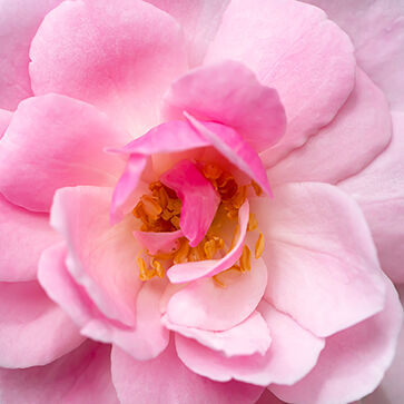 Damascena Rose Concrete