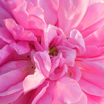 Cabbage Rose Floral Water