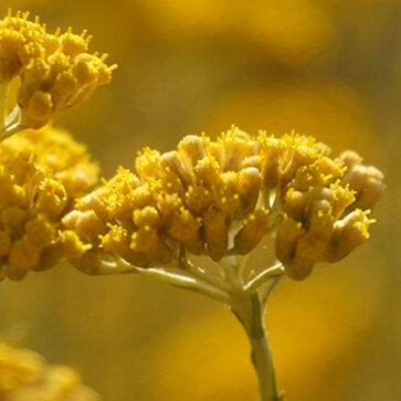 Immortelle Sap Like Extract
