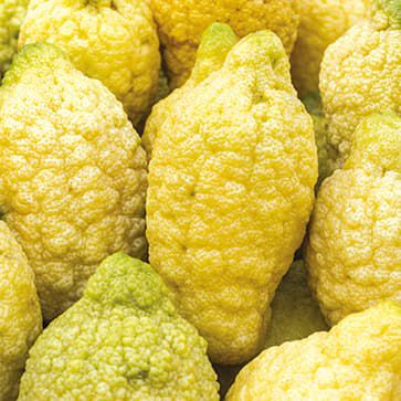 Citron Essential Oil