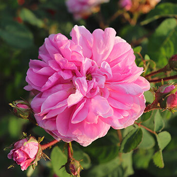 Cabbage Rose Absolute