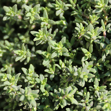 Provencal Thyme