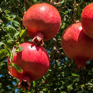 Fermented Pomegranate Enzymes