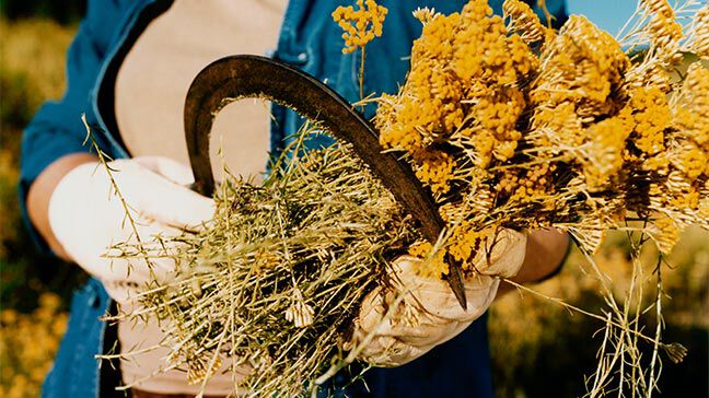 Organic Immortelle Sustainably Sourced