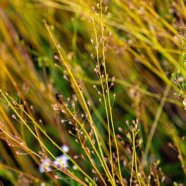 Camelina Seeds Oil