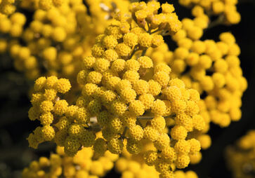 <center> ORGANIC IMMORTELLE <br> FROM CORSICA