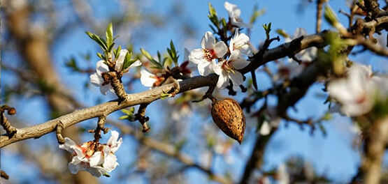 The Next Generation of Provence Almonds