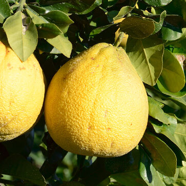 Corsican pomelo