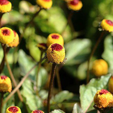 Acmella Oleracea Extract