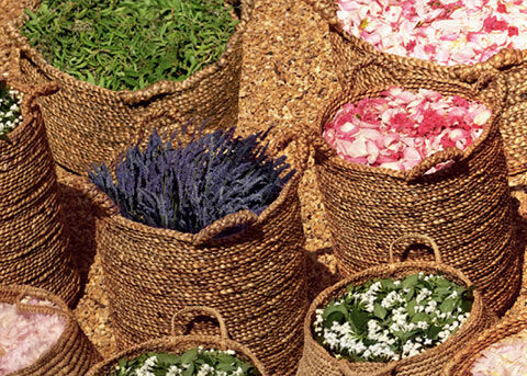 Our Ingredients