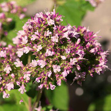 Marjoram Extract