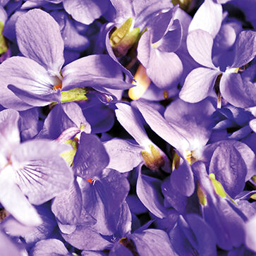 Violet Extract