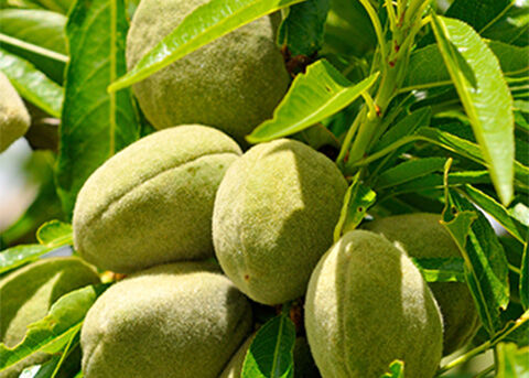 Almond Ingredient