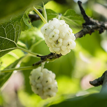White Mulberry Extract