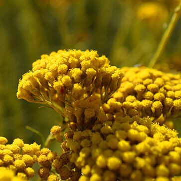 Organic Immortelle Essential Oil