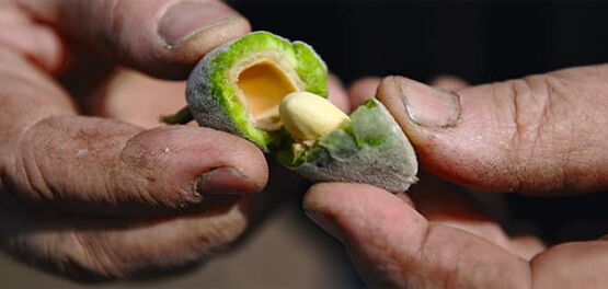 Almonds – a Family Tradition