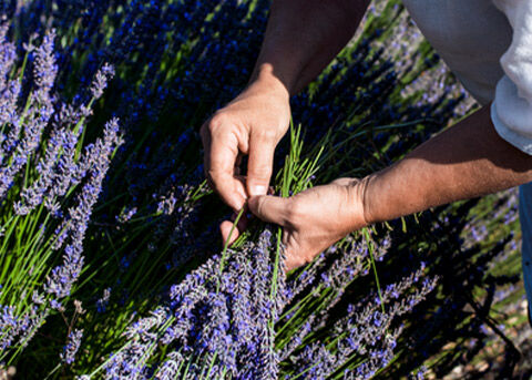 Sustainable Sourcing