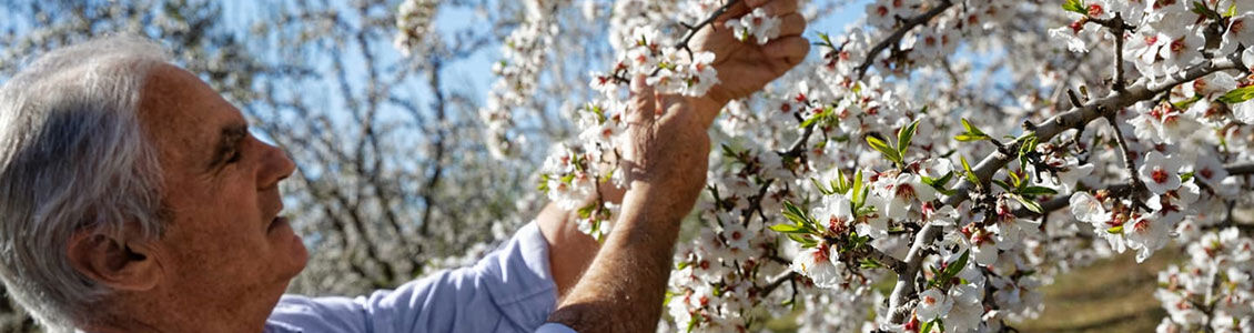 The Man Who Brought Back the Valensole Plateau Almonds